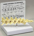 Canine Vertebra 5 pc Sacrum Lumbar Spine